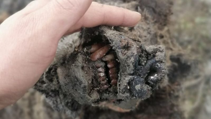 Syberia: znaleziono doskonale zachowane szczątki niedźwiedzia z epoki lodowcowej