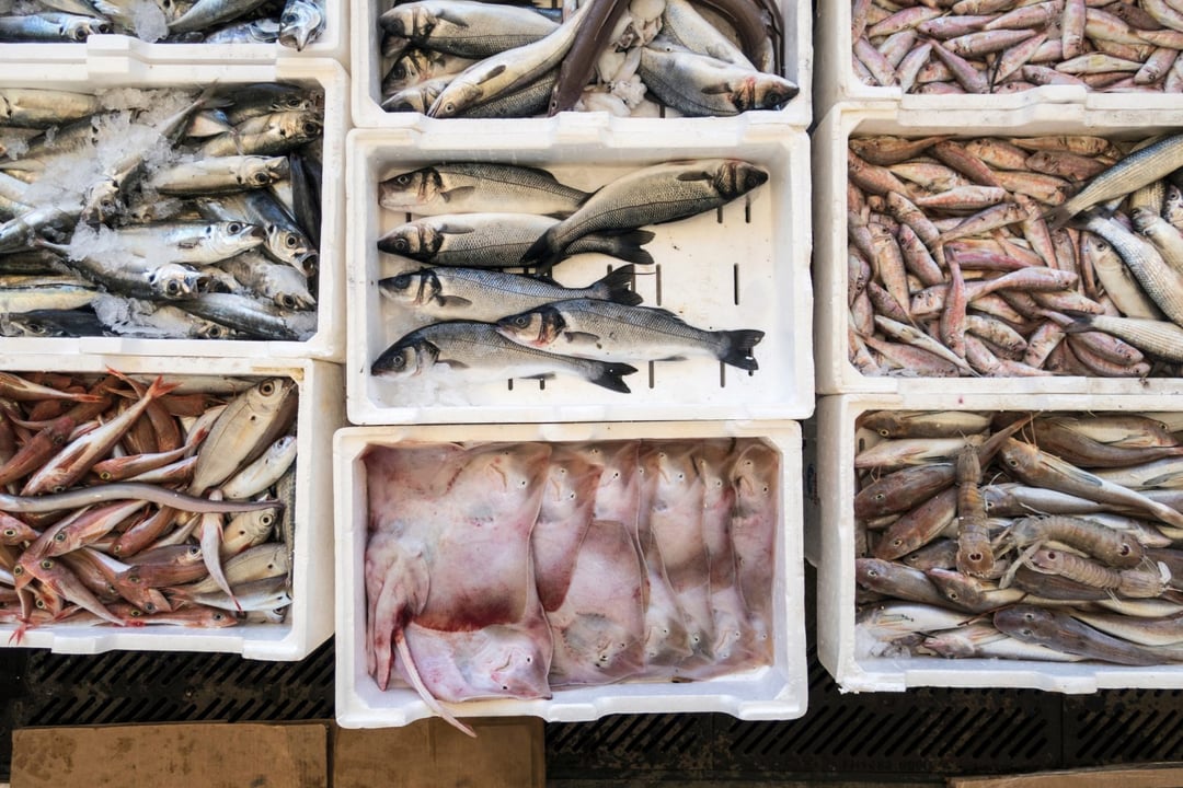 Plastik w każdej próbce testowanych owoców morza