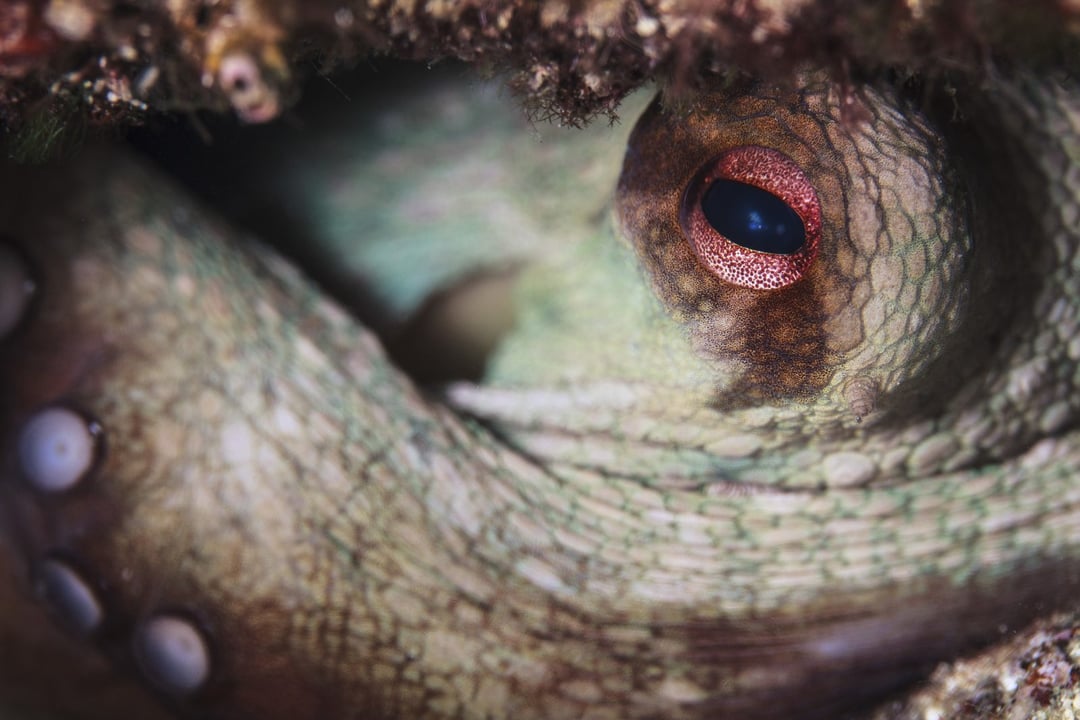 Ośmiornice odczuwają ból nie tylko fizycznie, ale i emocjonalnie. Dowodzi nowe badanie