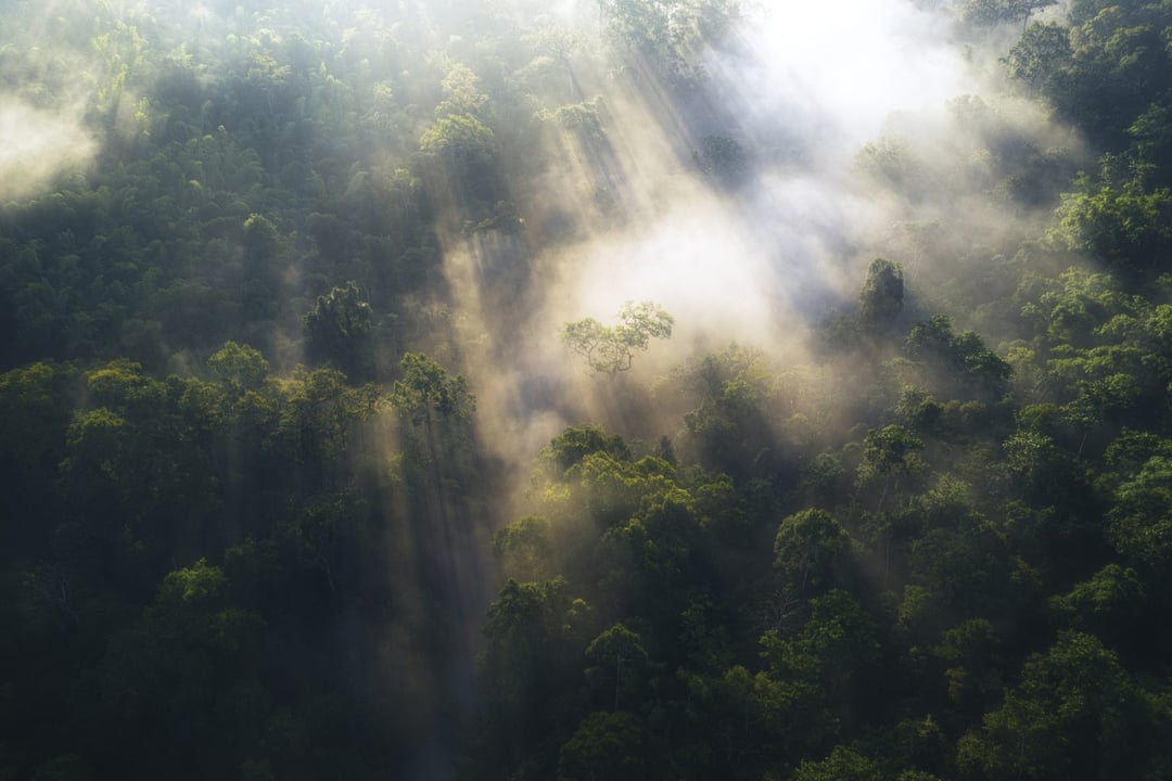 Tylko 3 proc. powierzchni Ziemi wygląda jak w 1500 roku
