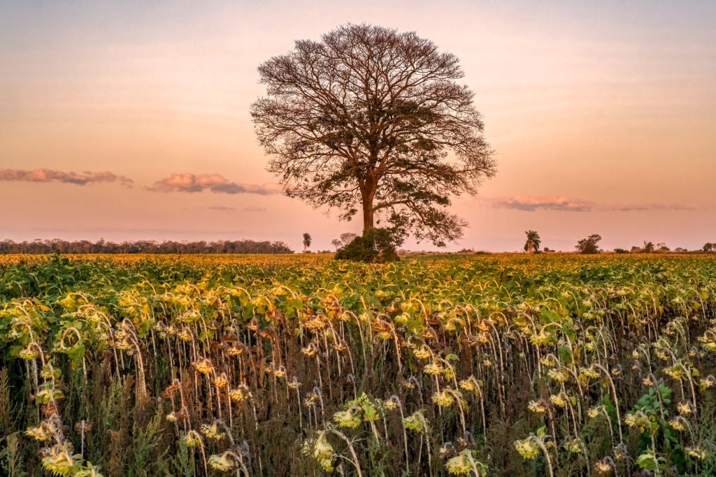 Korzeniami drzew można kierować, żeby chronić je przed suszą