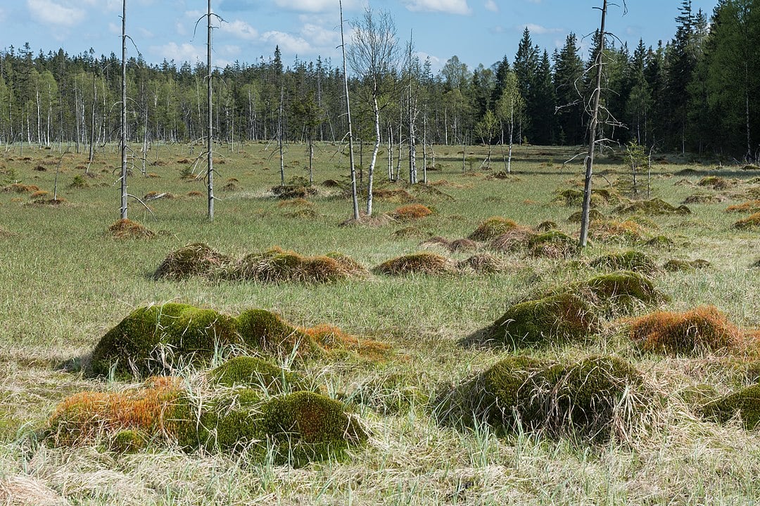 Inżynierowie mogą uczyć się od natury. Oto rekordowo wydajny system magazynowania CO2