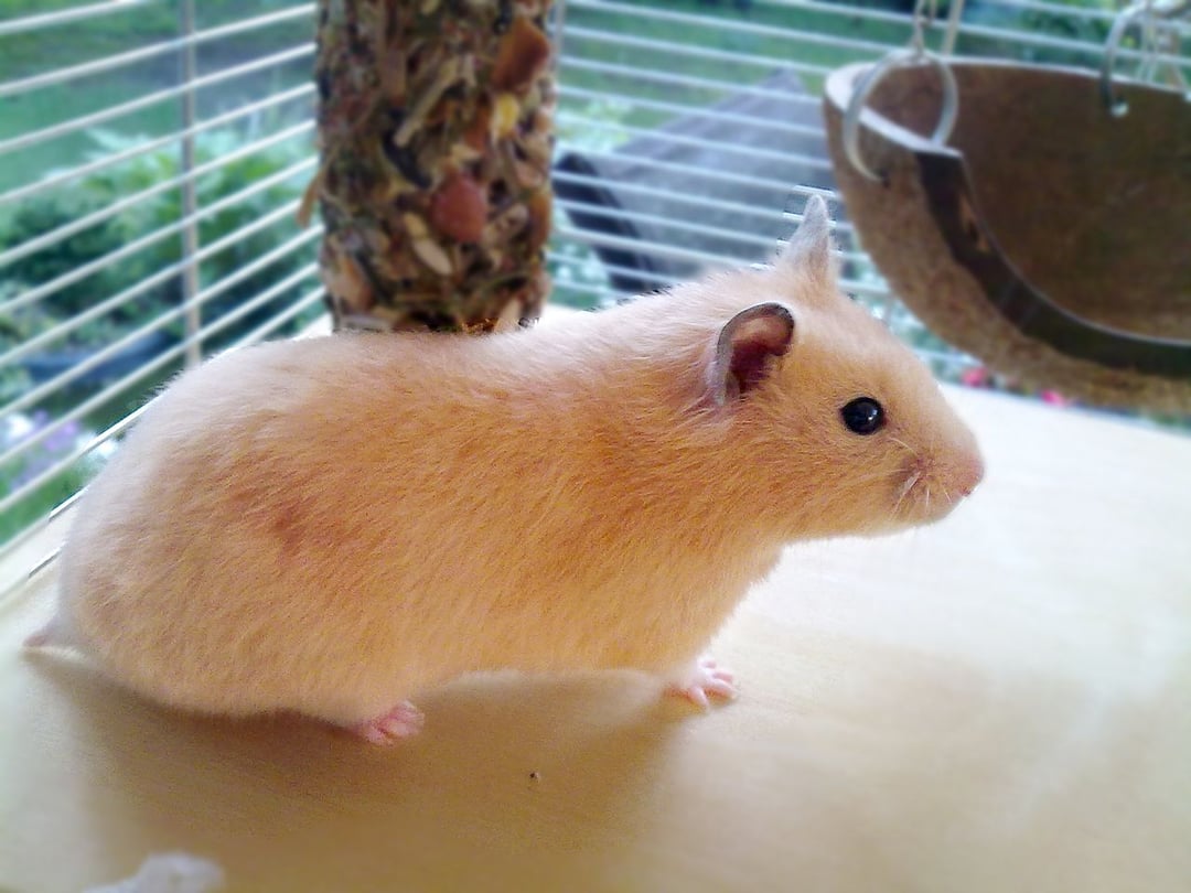 Geny można edytować tak, by wpływały na agresję i zdolność do jednoczenia się