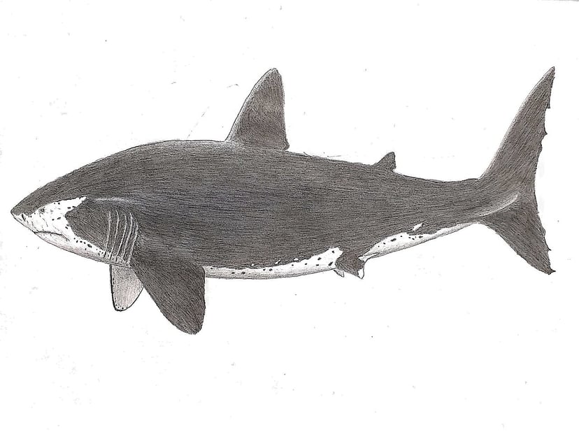 Megalodon siał postrach, ale to zwierzę mogło doprowadzić do jego wyginięcia