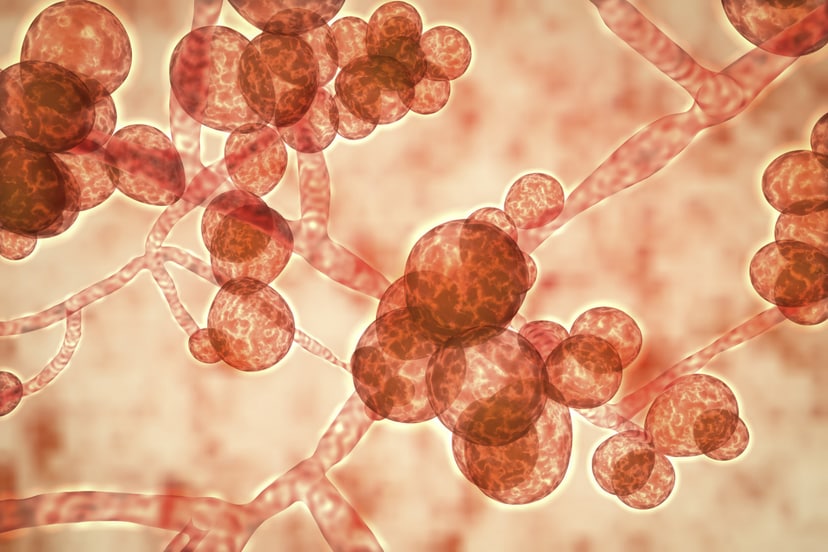 candida-auris