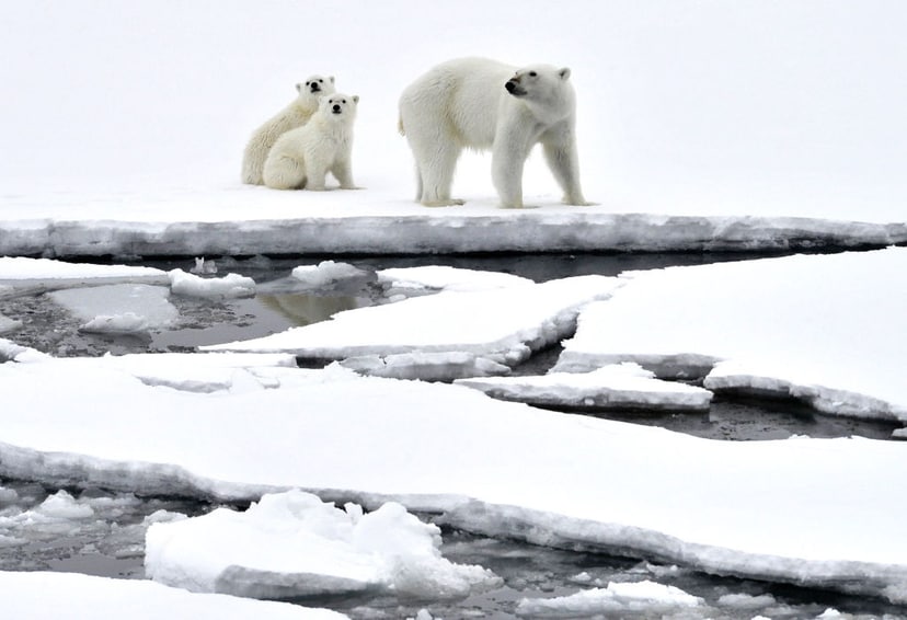 niedzwiedzie-straca-swoje-siedliska-na-skutek-globalnego-ocieplenia-fot-getty-images