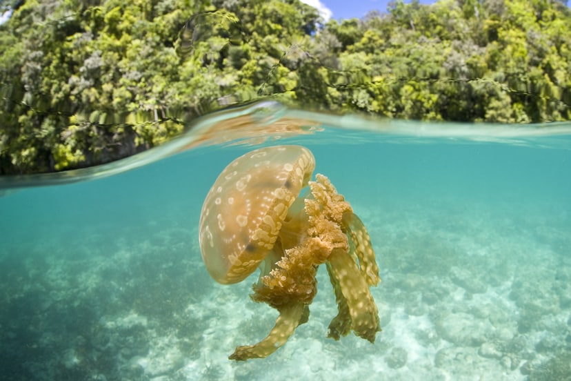 temperatura-rosnie-a-w-oceanach-konczy-sie-tlen-wygrywaja-tylko-meduzy-fot-getty-images-ethan-daniels