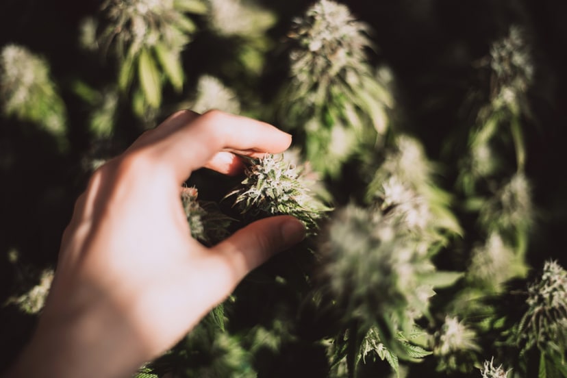marihuana_1