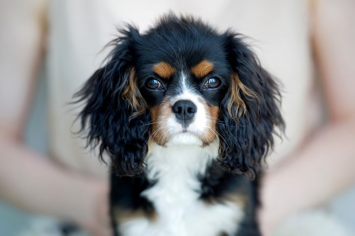Spaniel cavalier King Charles