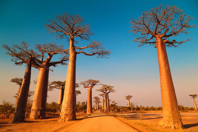 madagaskar