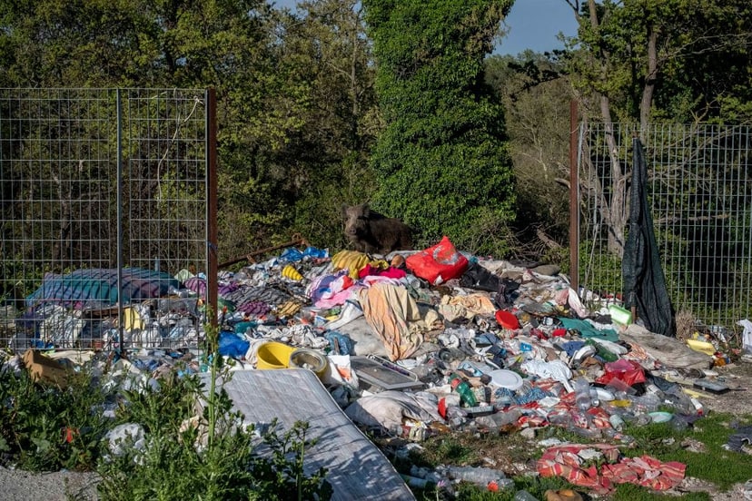 stada-dzikow-pladruja-rzym-to-prawdziwa-inwazja-skarza-sie-mieszkancy