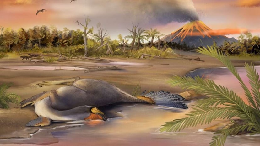 ilustracja-przedstawiajaca-padlego-kaudipteryksa-w-jehol-biota-fot-zheng-qiuyang-nature-communications