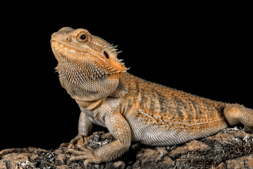 agama-brodata