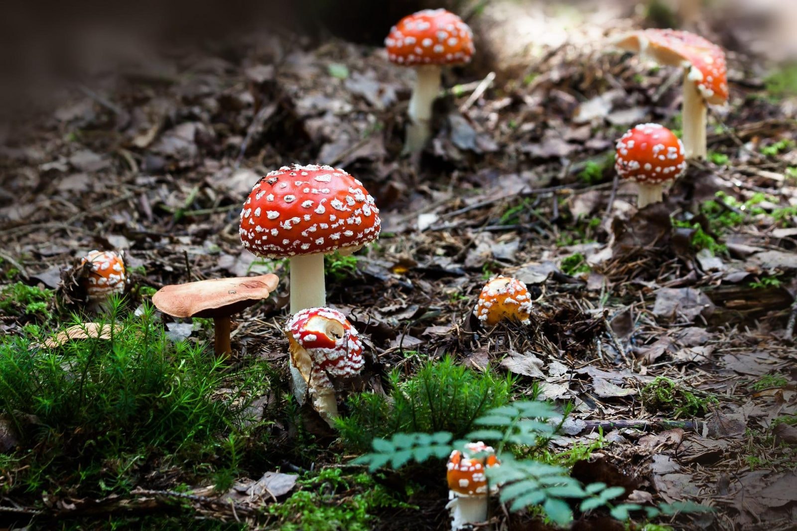 Tatarak jak LSD, halucynogenna purchawka, toksyczna makrela. Nasza psychoaktywna fauna i flora