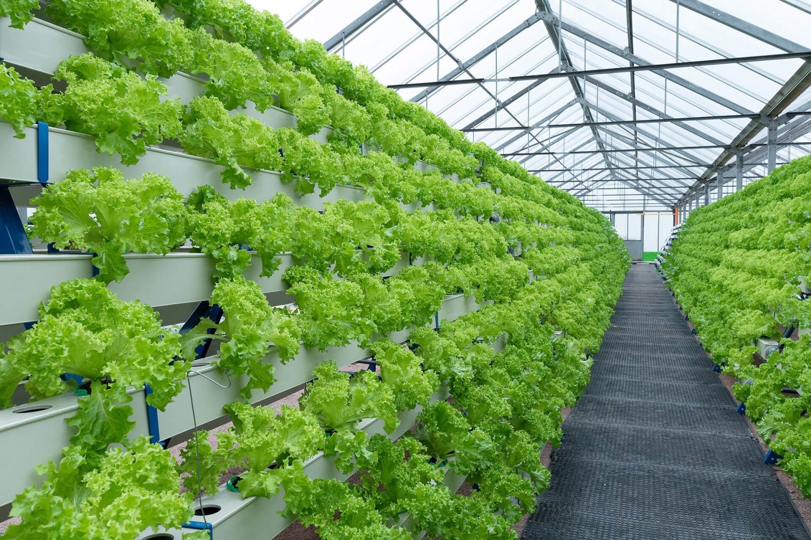 Powstaje największa w Europie farma akwaponiczna. Tak może wyglądać przyszłość rolnictwa