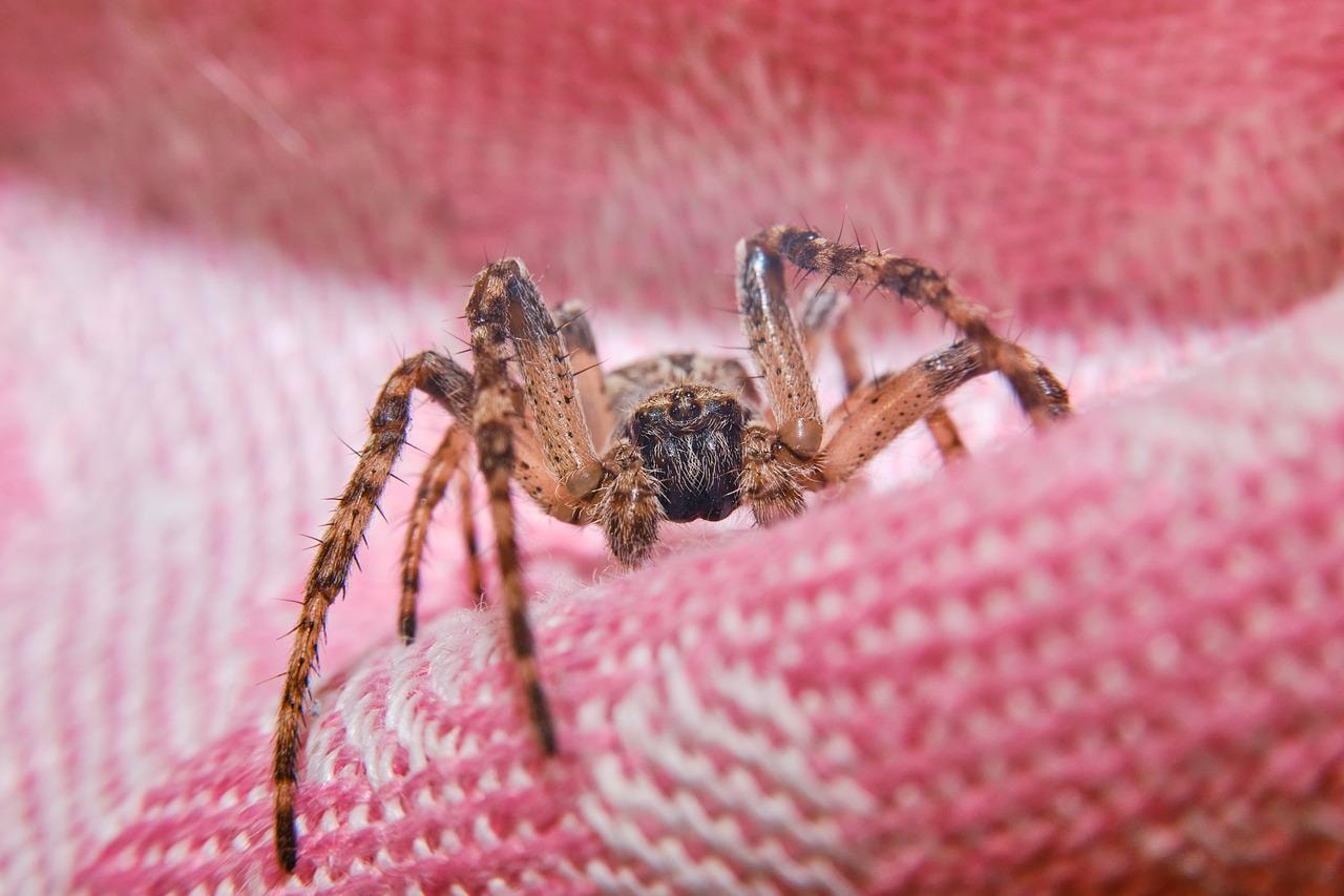 Trwa nielegalny handel pajęczakami. Jego skala poraża