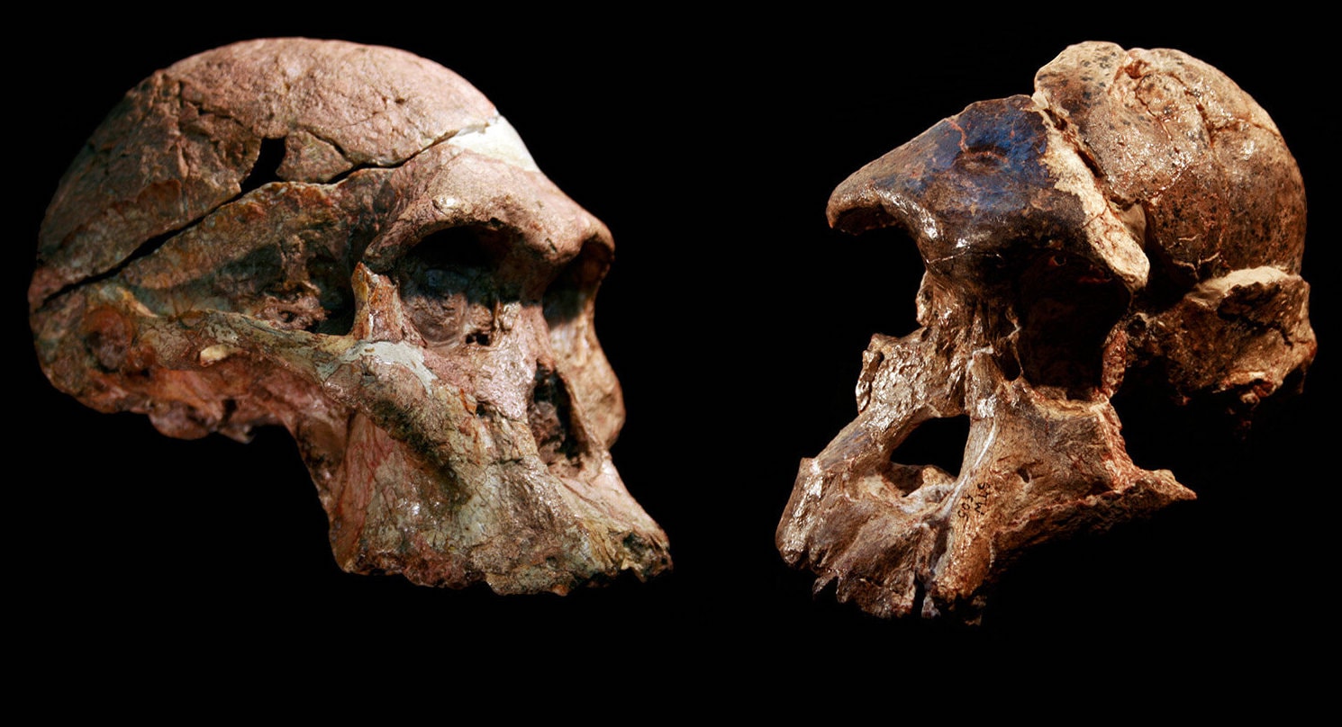 Czaszki australopiteków z Sterkfontein /Fot. Ditsong Museum of Natural History
