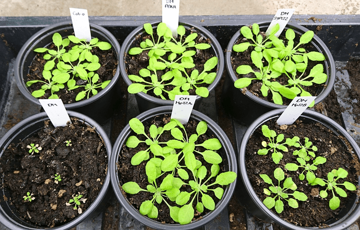 Geny sprzed 470 milionów pokazują, jak rośliny rozpowszechniły się na Ziemi