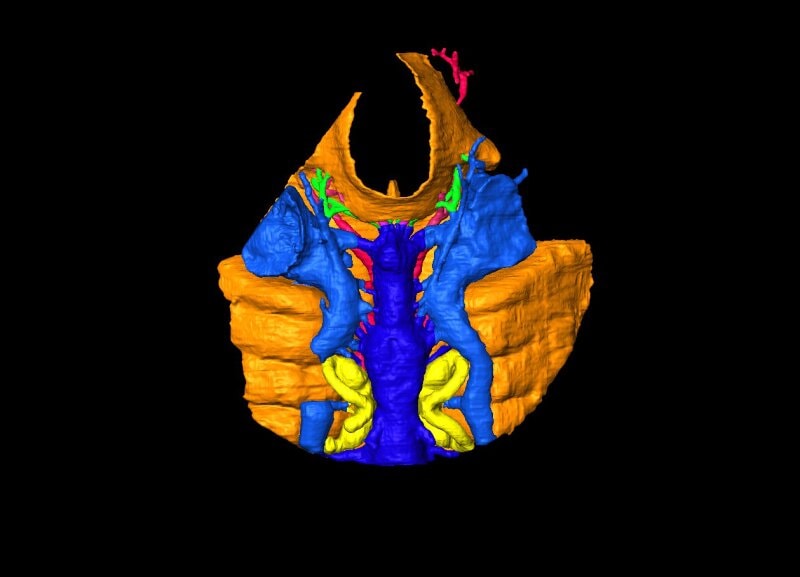 Rekonstrukcja 3D Shuyu /Fot. IVPP
