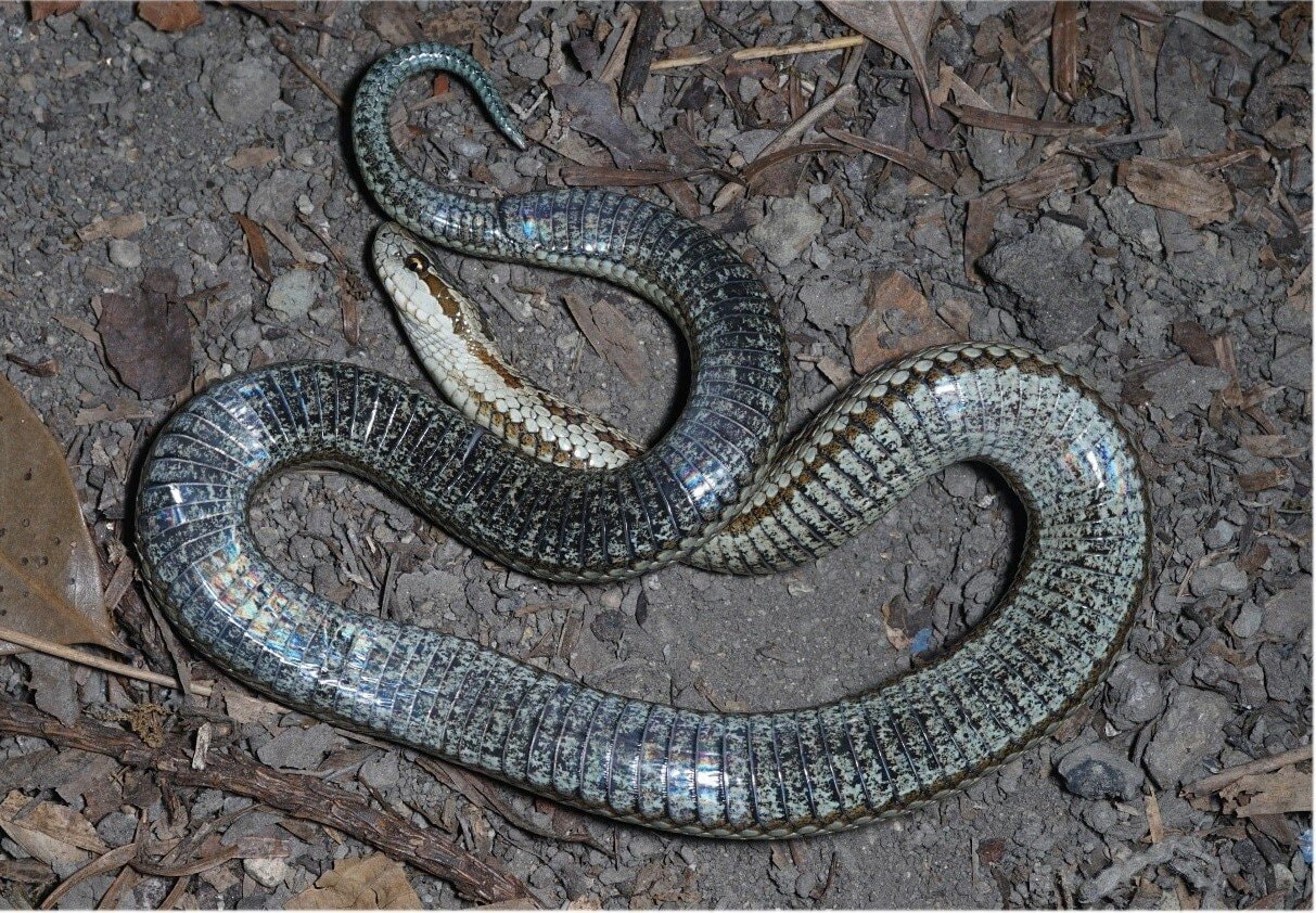 Gloydius lateralis /Fot. Sheng-chao Shi
