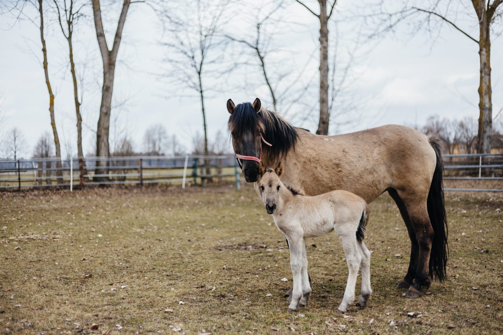 Koniki polskie z Popielna /Fot. PAN Olsztyn
