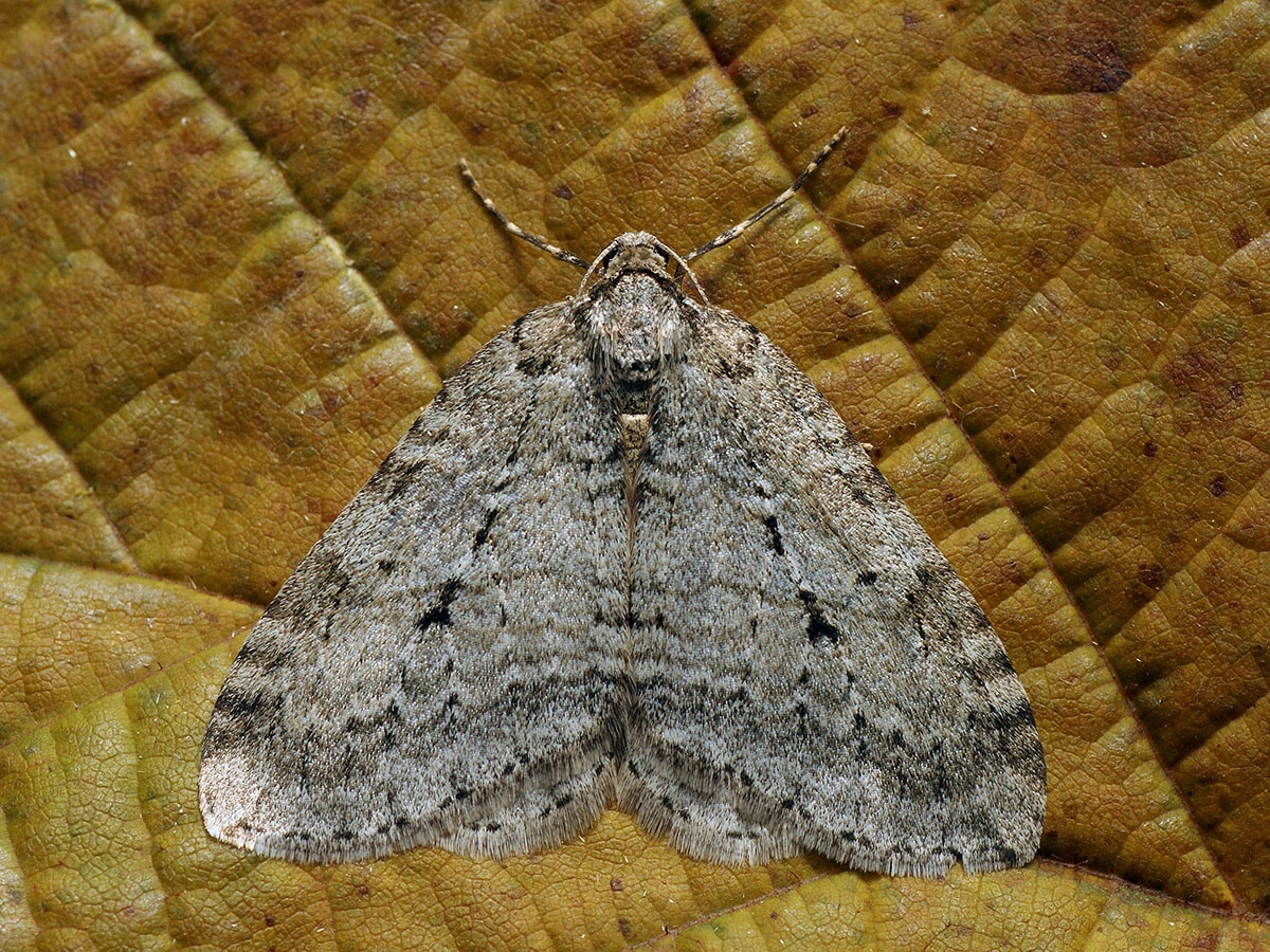 Jak owady są w stanie przetrwać w Arktyce?