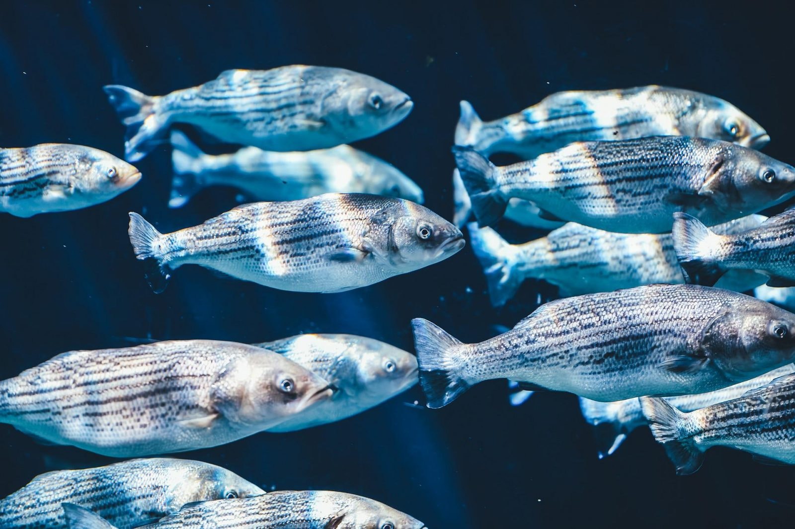 Mamy więcej wspólnego z rybami, niż mogłoby się wydawać /Fot. Pixabay
