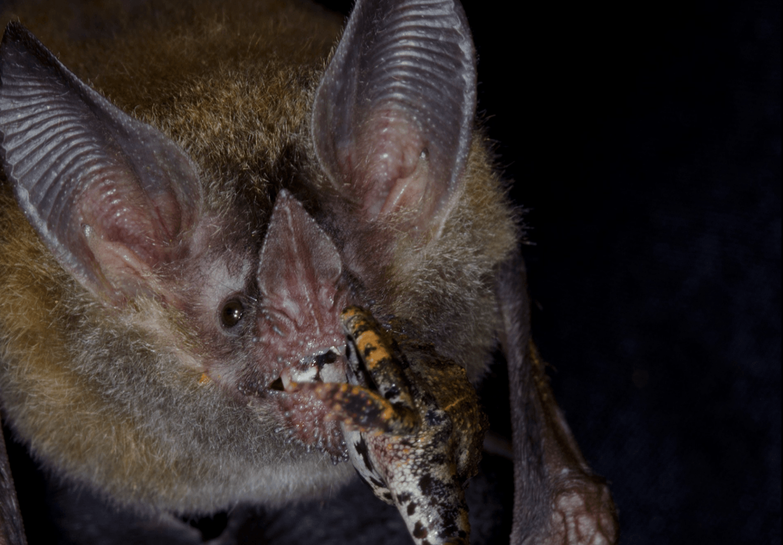 Nietoperze mają zaskakująco dobrą pamięć /Fot. STRI

