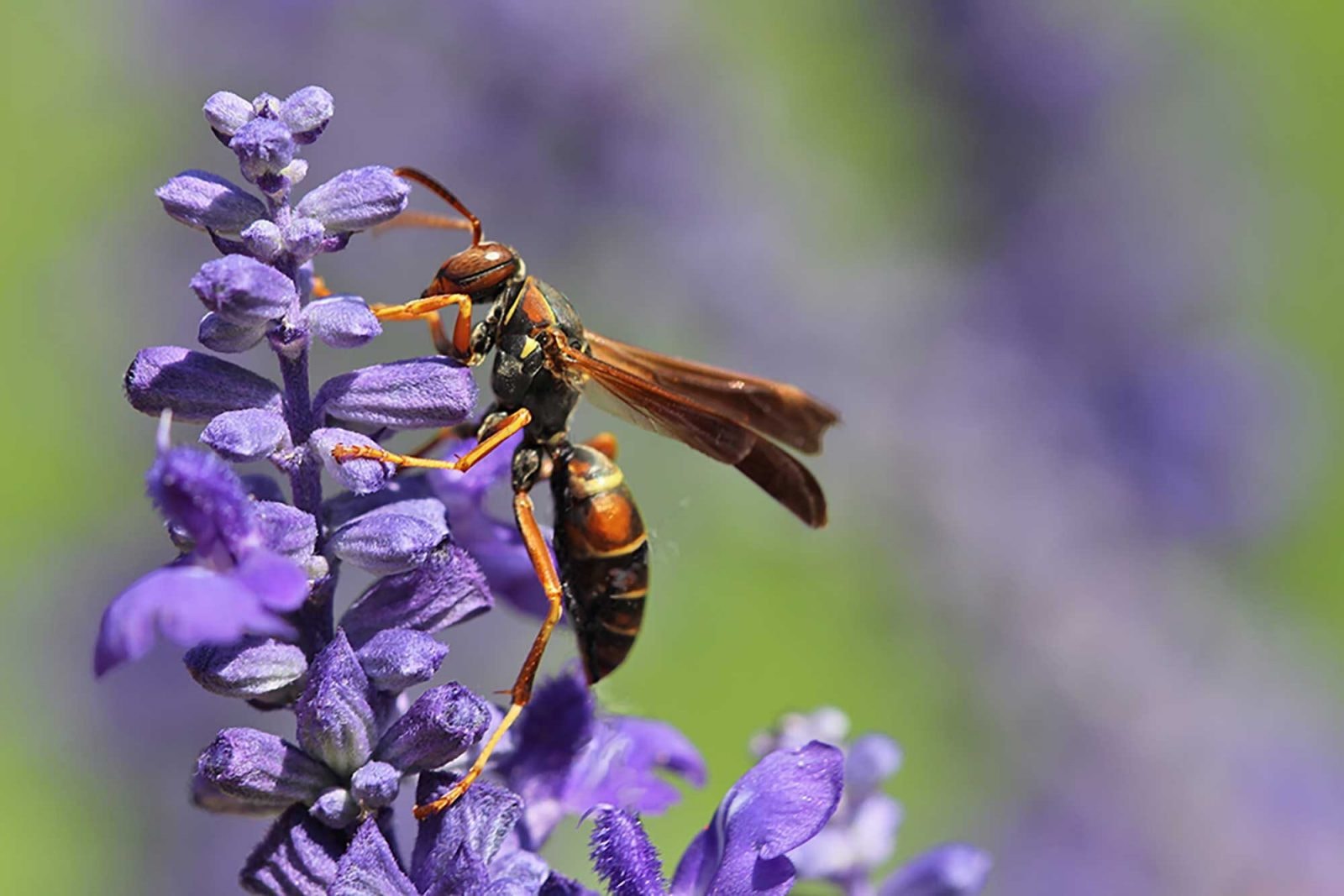Osa papiernicza /Fot. Elizabeth Tibbetts
