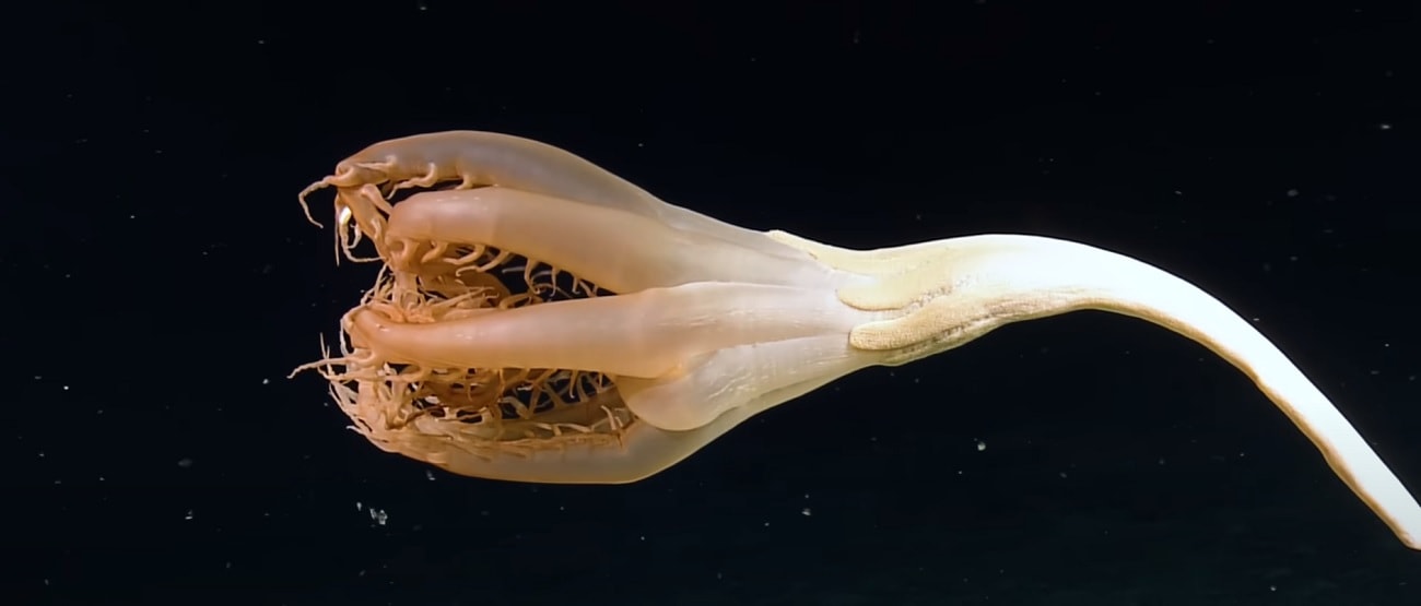 Dziwaczne stworzenie uwiecznione na nagraniu. Wygląda niczym potwór z morskich głębin