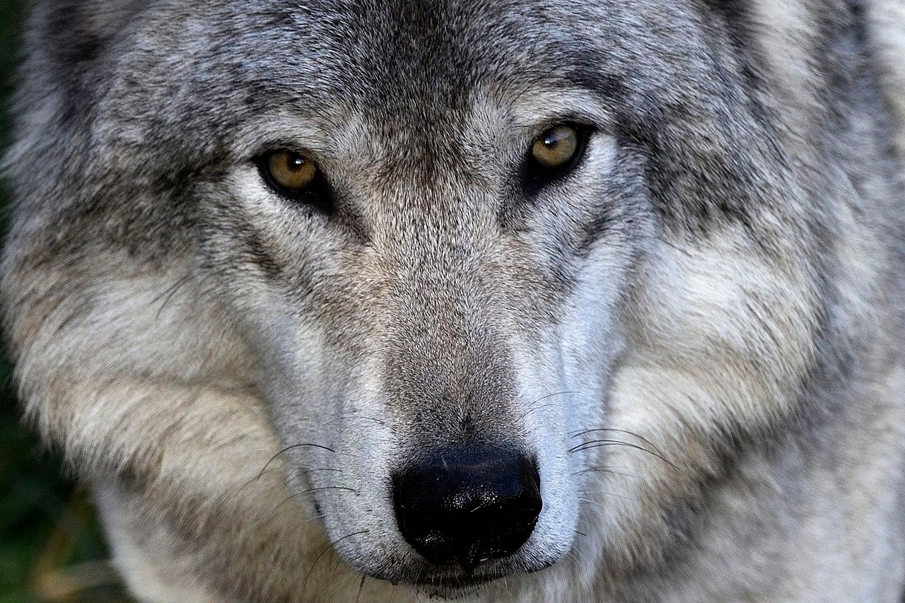 Czym żywiły się psy, które zostały udomowione tysiące lat temu?