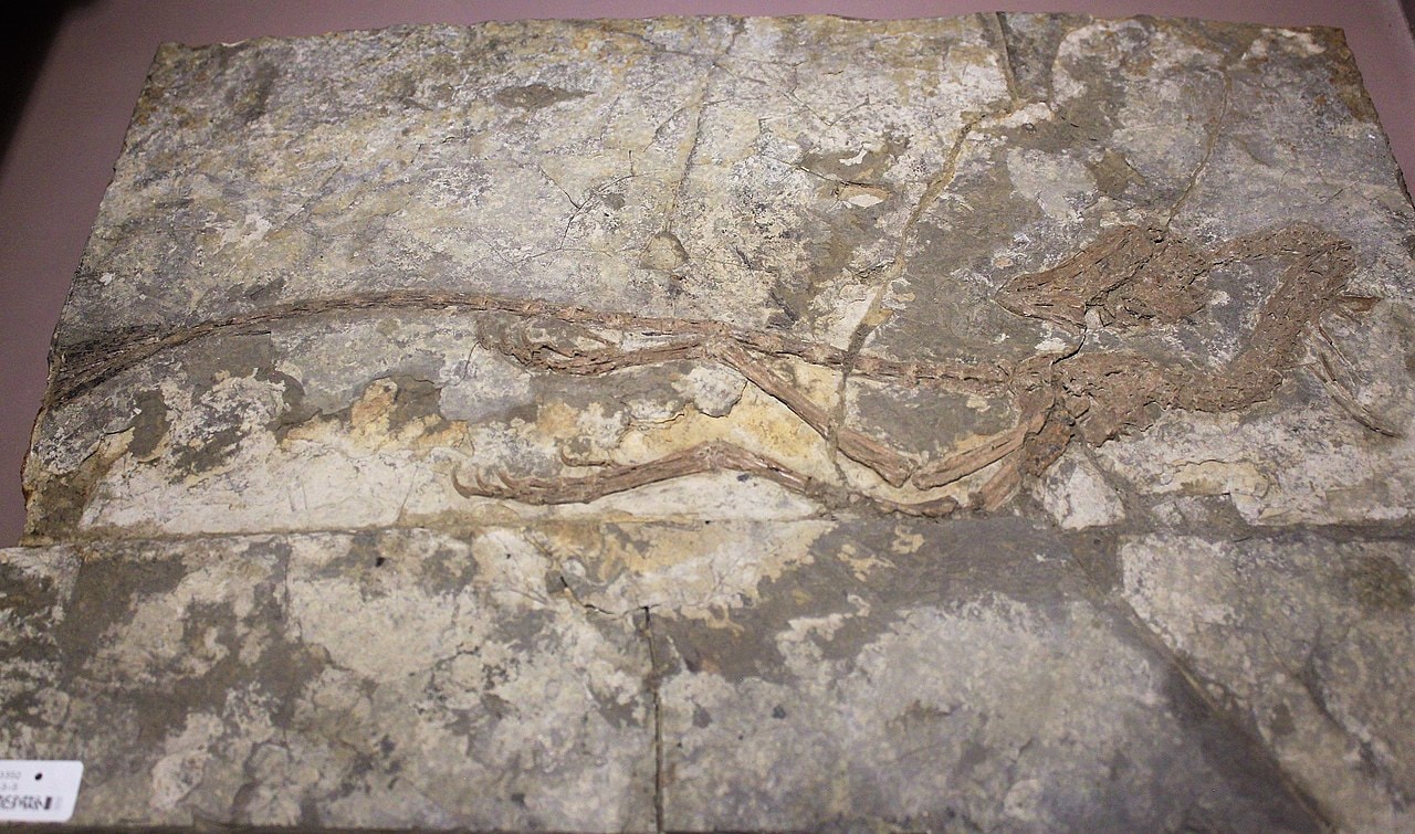 Jeholornis / źródło: Wikimedia Commons, CCA-SA 4.0
