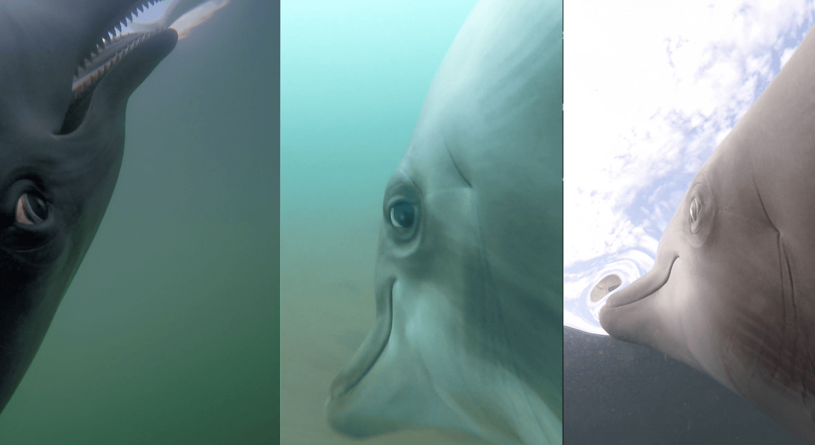 Delfiny rozglądające się podczas polowania
