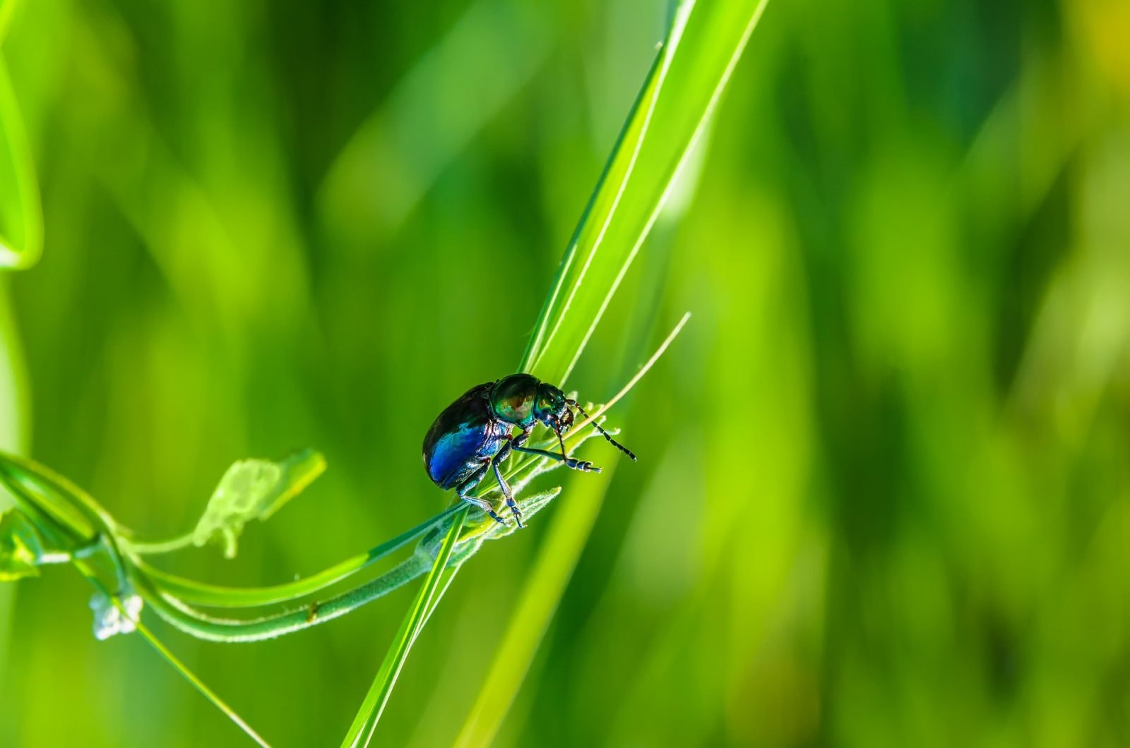 Życie na Ziemi jest determinowane przez prawa biologii – to fakt /Fot. Pixabay
