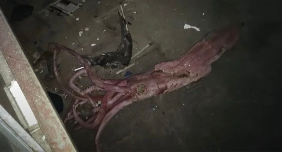 Sceneria jak z horroru. Materiały z opuszczonego akwarium mrożą krew w żyłach