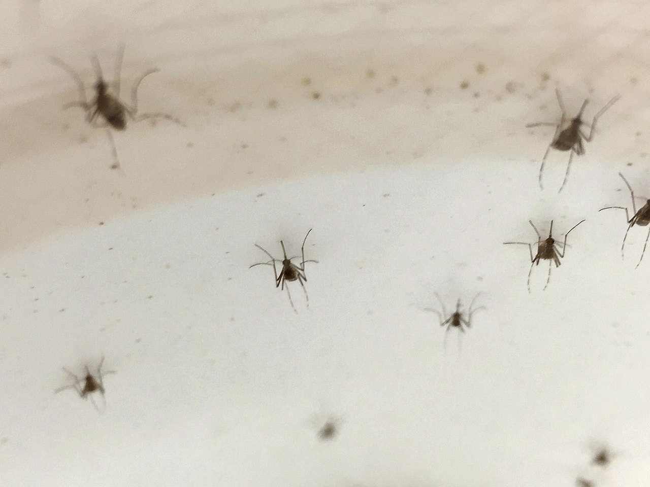 W jaki sposób komary są w stanie nas zlokalizować? Ich metoda zaskakuje