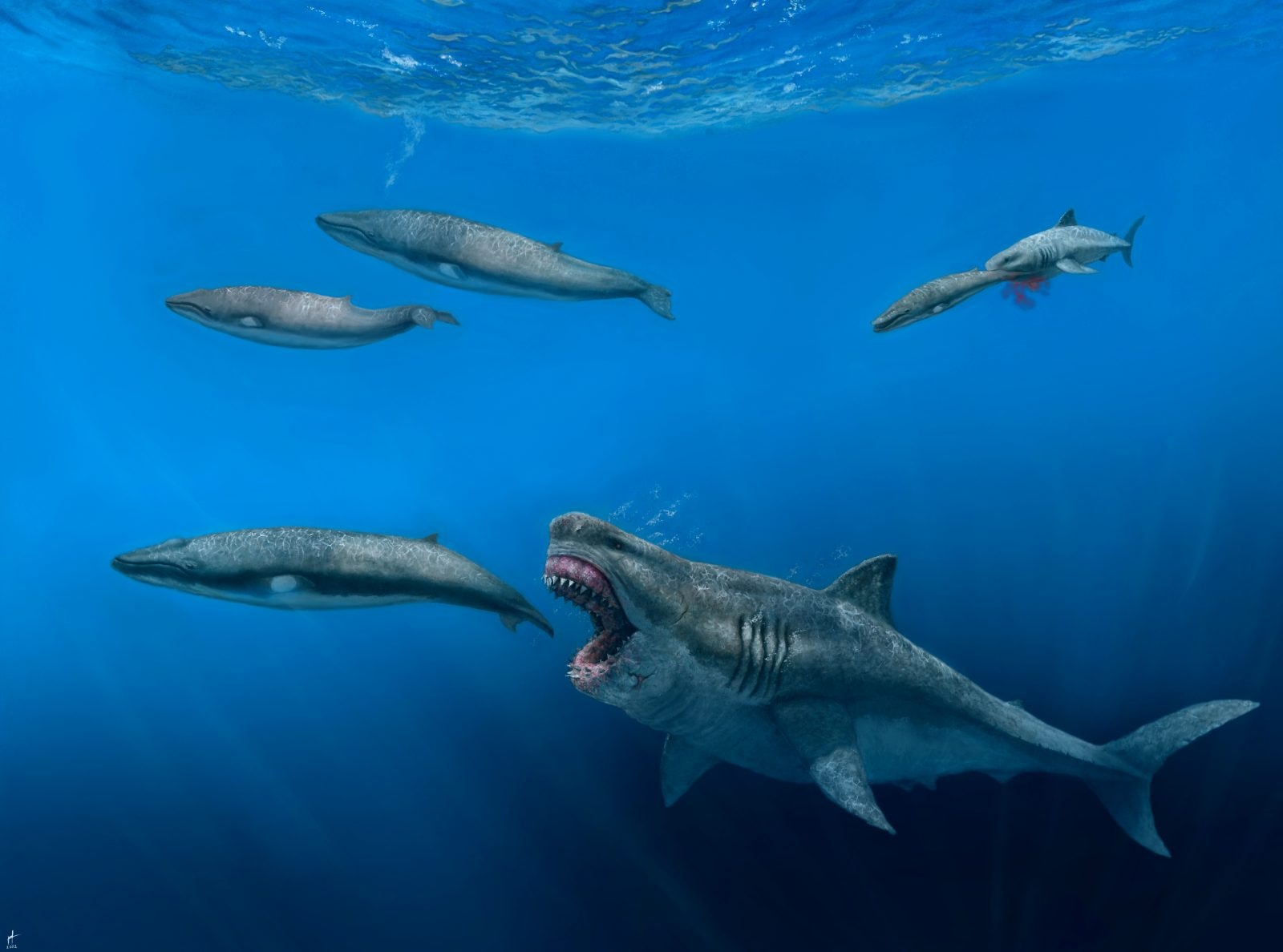 Megalodon
