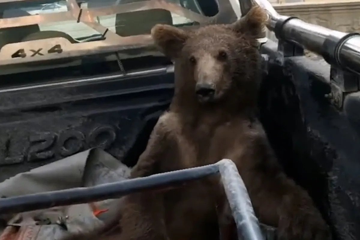 Niedźwiedź na haju, czyli jak weterynarze uratowali (nie)szczęśliwego misia