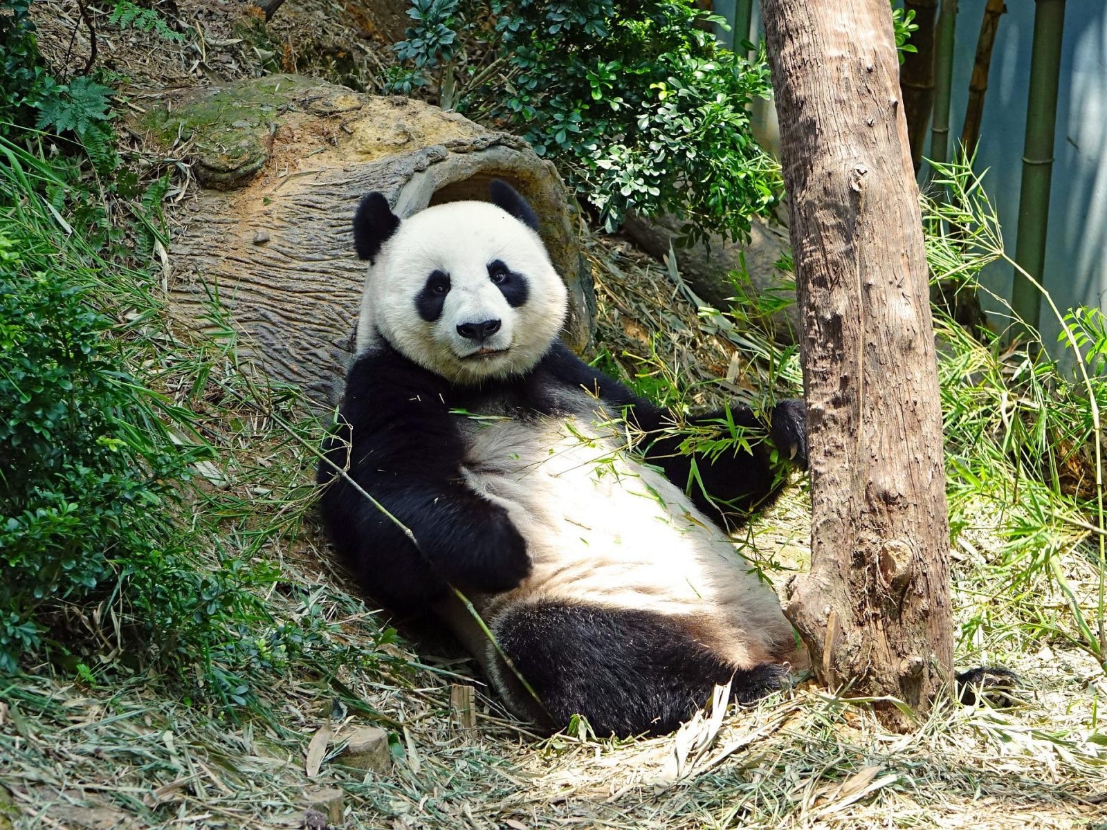 Panda wielka
