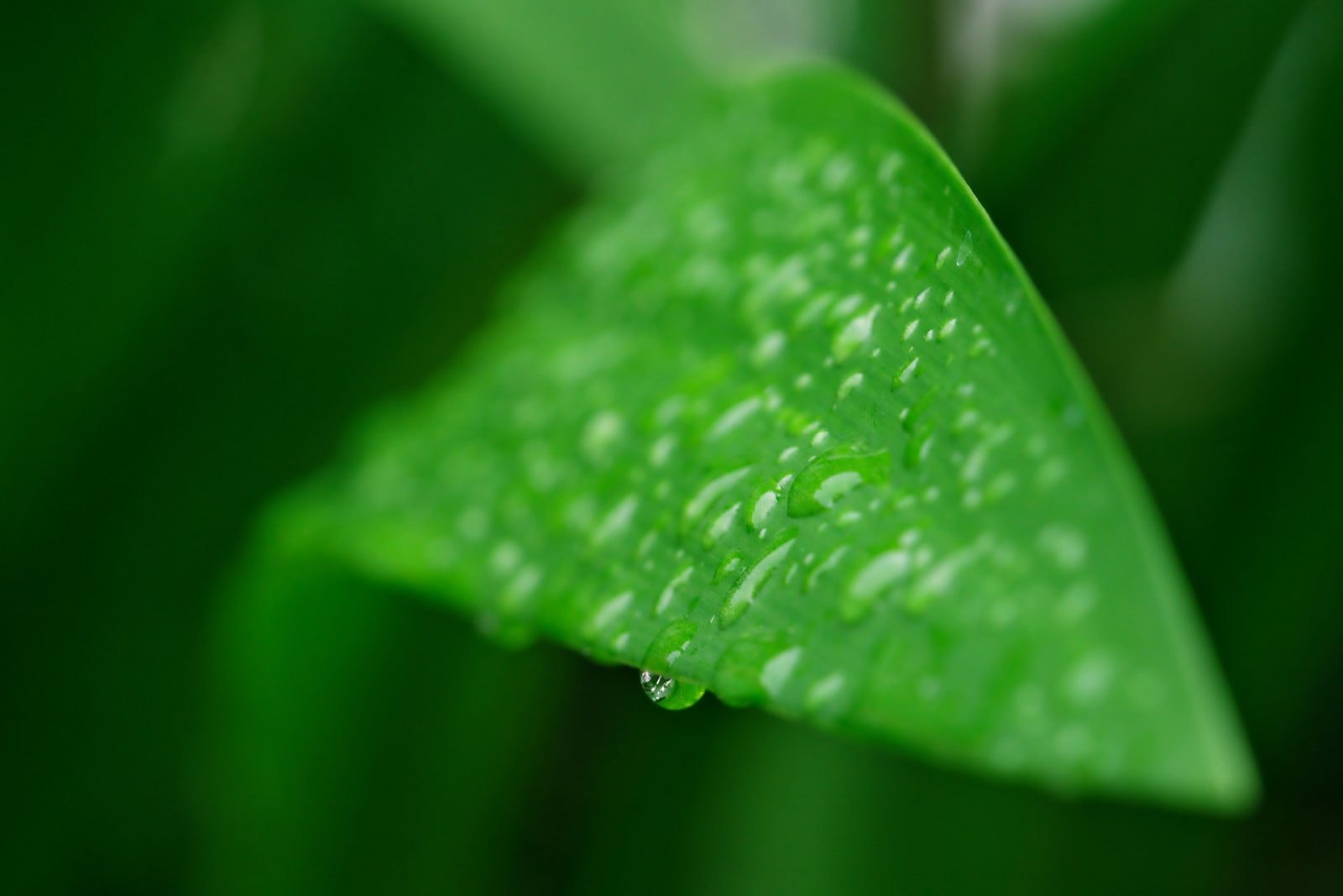 Deszczówka z całego świata nie nadaje się do picia /Fot. Pixabay
