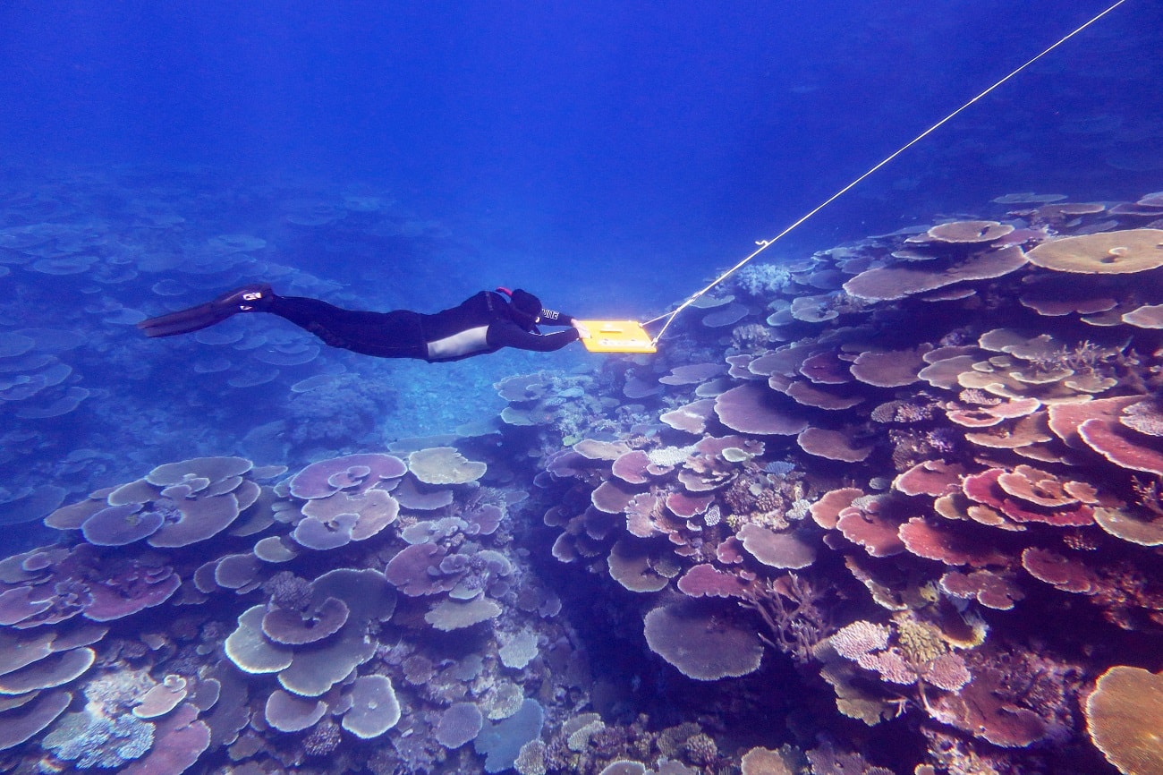 Wielka Rafa Koralowa może przetrwać! Pojawiły się optymistyczne wieści
