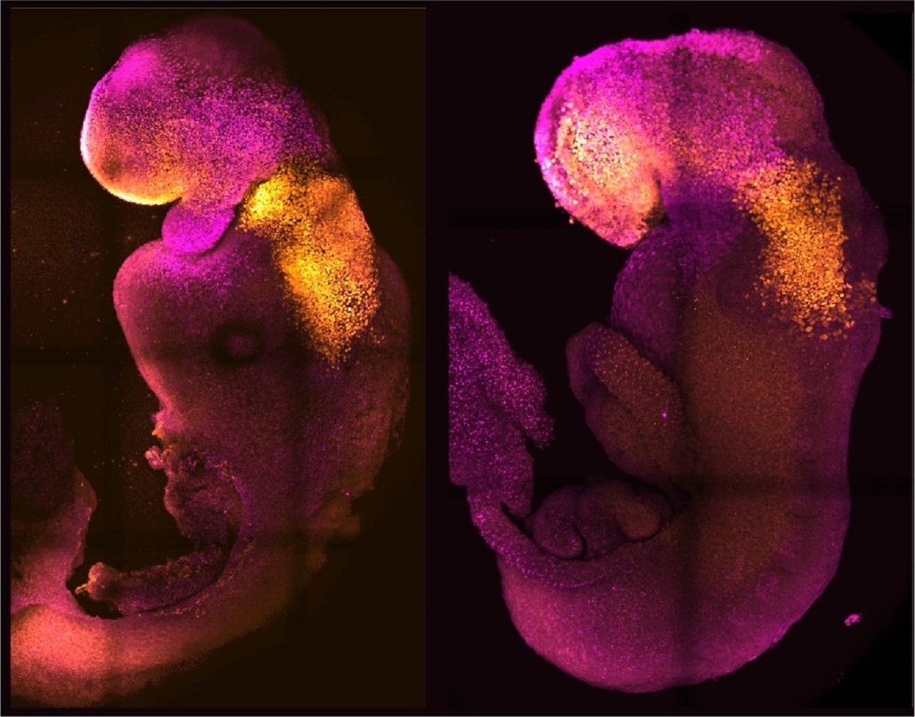 Mają mózgi i bijące serca. W laboratorium powstały zarodki jakich jeszcze nie było