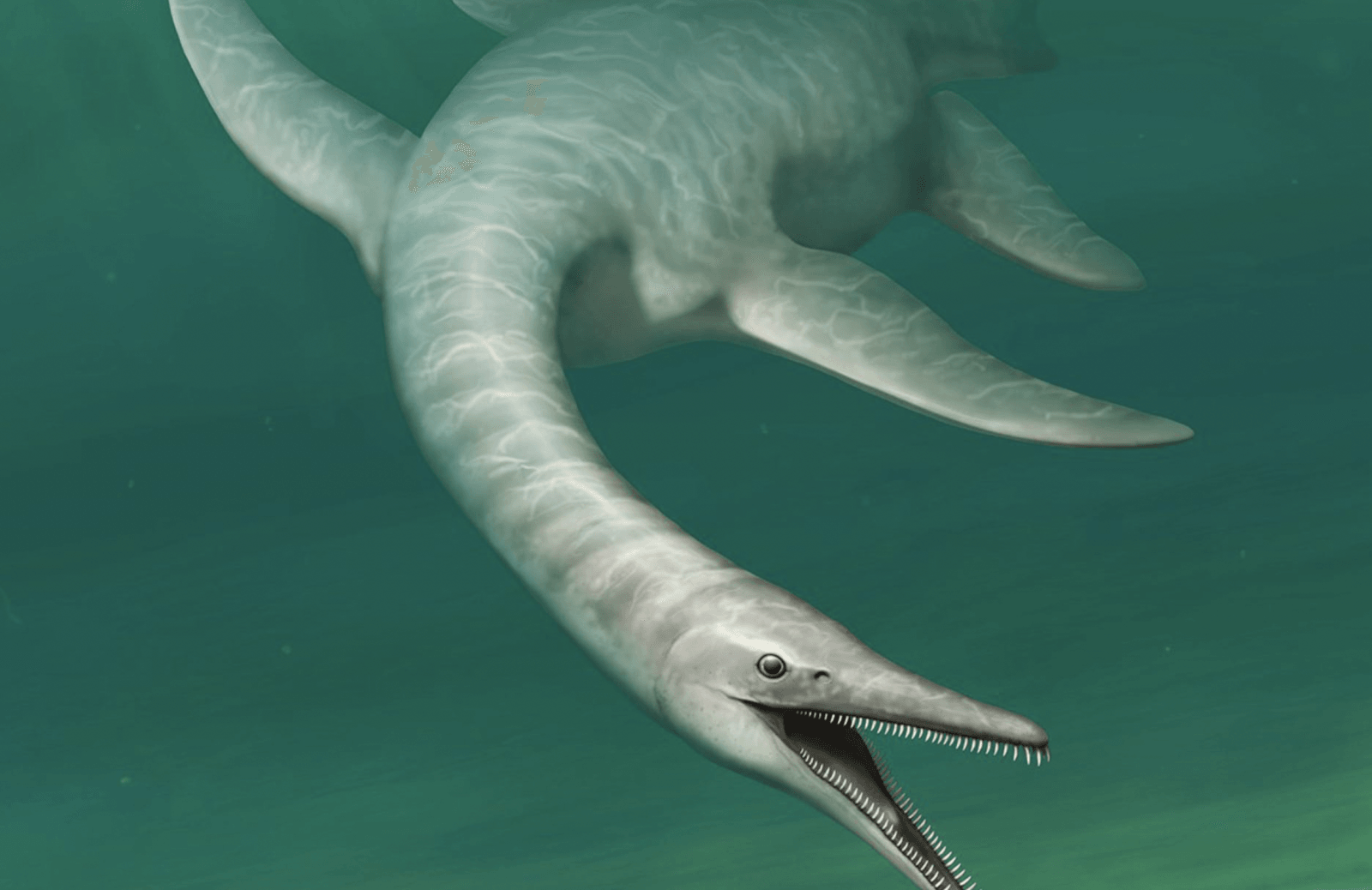 Serpentisuchops pfisterae
