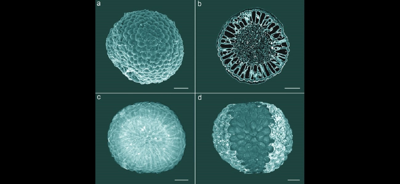 Skamieniałości tego organizmu mają 541 milionów lat. Jego budowa zaskakuje