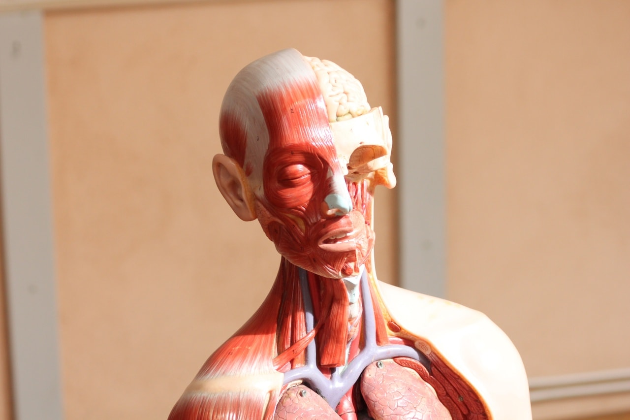 Odwrócili proces starzenia mięśni. To kolejny krok w stronę długowieczności