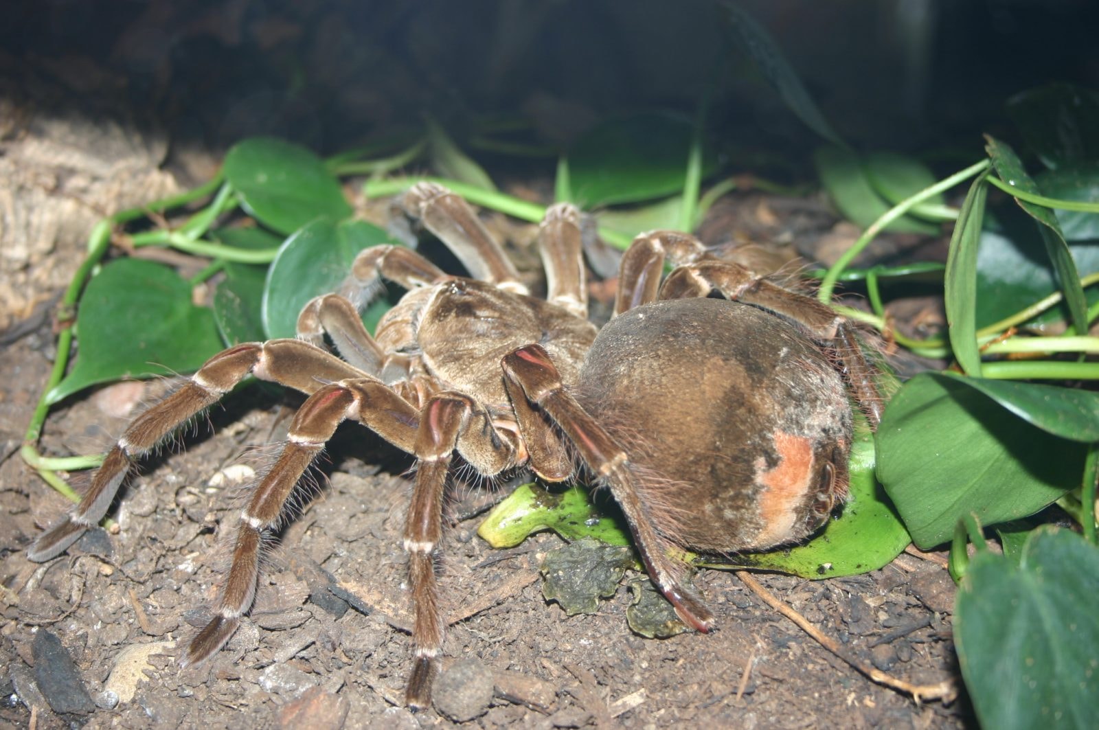 Theraphosa blondi /Fot. Ryan Somma, Wikipedia
