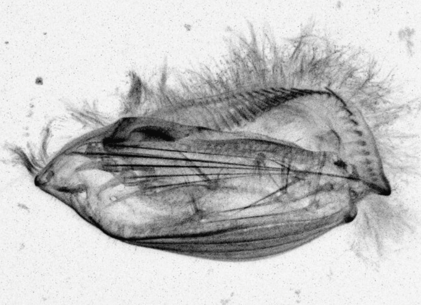Euplotes eurystomus porusza się w niesamowity sposób/ Fot. Wallace Lab

