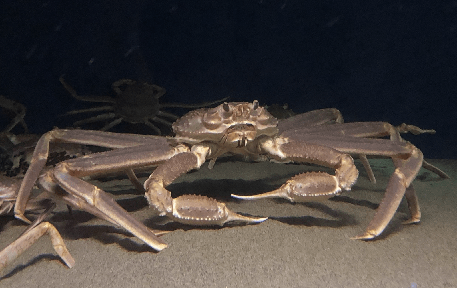 Krab śnieżny /Fot. Wikipedia
