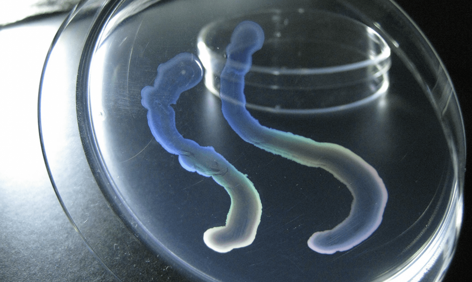 Szczep HS-3 w warunkach laboratoryjnych /Fot. Kouhei Mizuno
