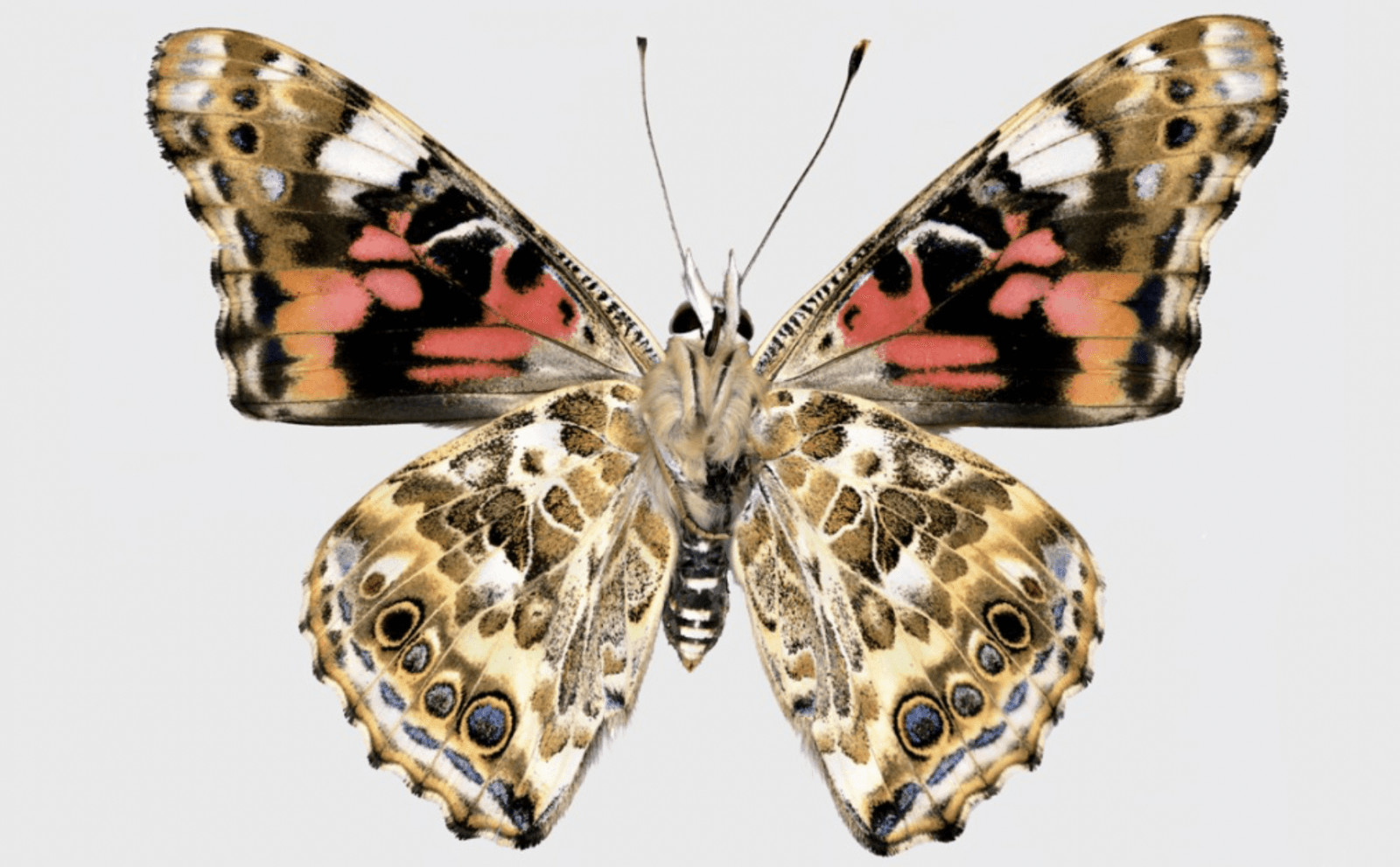 Vanessa cardui z wyłączonymi (delecjami) fragmentami DNA /Fot. CALS
